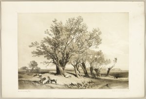 Salice capitozzato, da Il parco e la foresta da James Duffield Harding