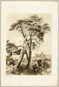 Pino scozzese, da Il Parco e la Foresta da James Duffield Harding