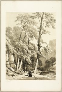 Sicomoro, da Il parco e la foresta