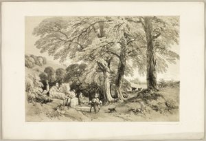Olmo di Wych, da The Park and the Forest da James Duffield Harding