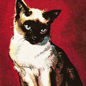 Siamese cat da James Edwin McConnell