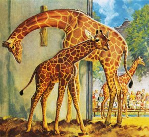 Virginia la giraffa da James Edwin McConnell