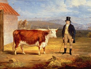 Il signor James Hodges e la sua giovenca Hereford di due anni, c.1843 da James Flewitt Mullock