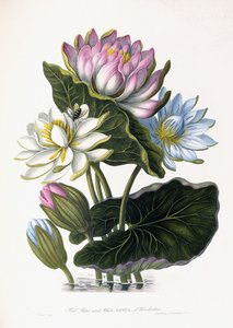 Loto rosso, blu e bianco, di Hindostan, 1781 da James Forbes