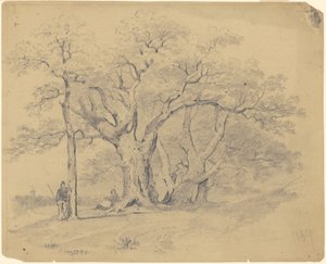 Vicino ai vecchi alberi di quercia