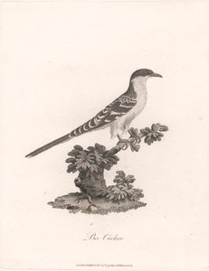 Cuculo delle api