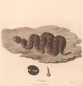 Cerastes