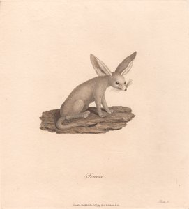 Fennec da James Heath