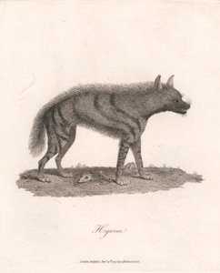 Iena