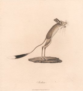 Jerboa da James Heath