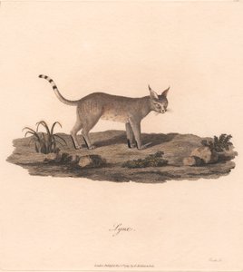 Lince da James Heath