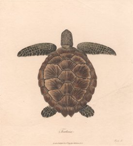 Tartaruga da James Heath