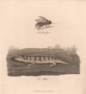 Tsaltsalya / El Adda
