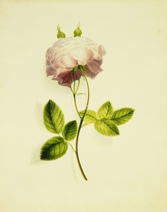 Una rosa rosa
