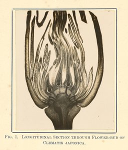 [Vista di Clematis Japonica - Sezione longitudinale]. da James Hornell