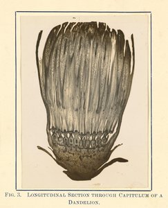 [Vista della pianta di dente di leone - Sezione longitudinale]. da James Hornell