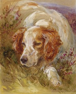 Uno spaniel