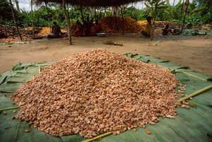 Un grande mucchio di fave di cacao (Genere: Theobroma, specie: cacao), che sono già state...