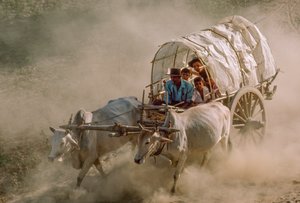 Le corse dei carri trainati da buoi segnano il giorno di luna piena di Kason. Patheingyi, a est di Mandalay, Birmania