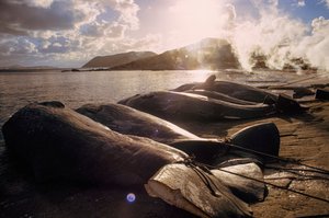 Balene macellate allineate sulla spiaggia dopo una caccia. Baia di Frenchman vicino ad Albany, Australia Occidentale da James L Stanfield