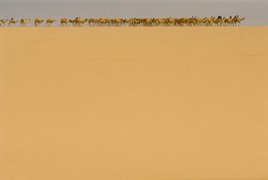 Carovana del sale in rotta verso Agadez, Nigeria da James L Stanfield