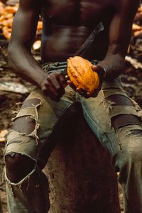 Visto solo dal petto alle ginocchia, un uomo è seduto mentre spacca una bacca di cacao... da James L Stanfield