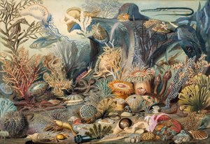 Vita oceanica. Creatori: James M. Sommerville, Christian Schussele da James M. Sommerville