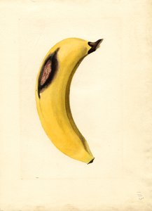 Banana (Musa) (acquerello)