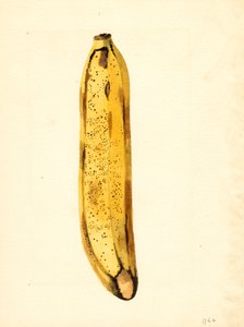 Banana (Musa) (acquerello)
