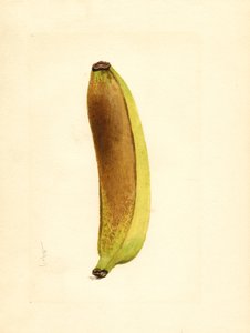 Banana (Musa) (acquerello)