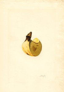 Banana (Musa) (acquerello)