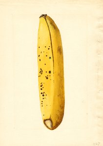 Banana (Musa) (acquerello)