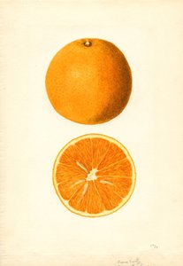 Arance primaticce di Boone (Citrus sinensis) (acquerello)