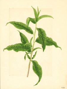 Ramo con foglie verdi del pesco Elberta (Prunus persica: Elberta) (acquerello)