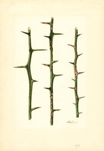 Cancro degli agrumi su fusto di arancio (Poncirus trifoliata) (acquerello)
