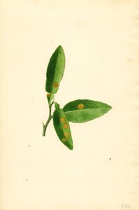 Foglia di arancio (Citrus aurantium) malata (acquerello) da James Marion Shull