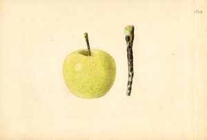 Mela Golden Delicious (Malus domestica) (acquerello)