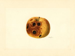 Mela Grimes (Malus domestica) (acquerello)