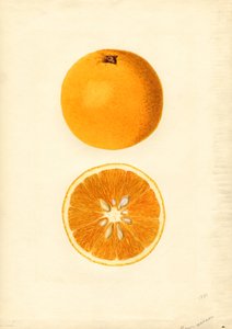 Arance Homosassa ( Citrus sinensis) (acquerello)