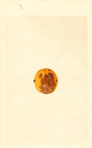 Arancio (Poncirus trifoliata) (acquerello)