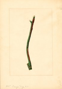 Ramoscello di arancio (Citrus sinensis: Valencia) (acquerello) da James Marion Shull
