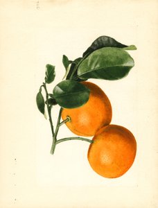 Arance (Citrus aurantium: Sour x 2/3) (acquerello)