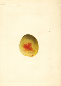 Pesca ( Prunus persica: Elberta) (acquerello)
