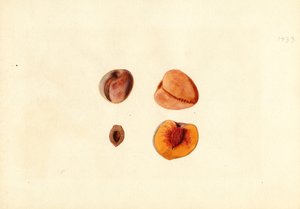 Pesche (Prunus persica: Hutchkins) (acquerello)