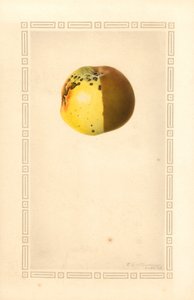 Mela russa (Malus domestica) (acquerello) da James Marion Shull