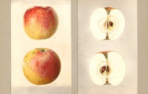 Mele Wilson June (Malus domestica) (acquerello)