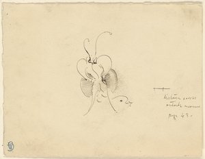 Farfalla da James McNeill Whistler