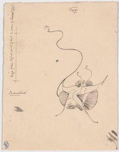 Farfalla "Incontrata" (recto); schizzo per la coda (verso) da James McNeill Whistler