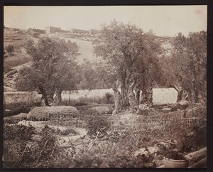 Getsemani [Gerusalemme. Monte degli Ulivi] da James Robertson