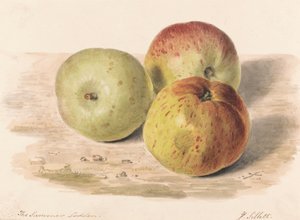 Il Lodden estivo, settembre 1832: uno studio di natura morta con tre mele